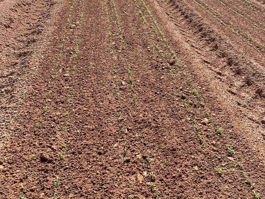 Primeros brotes en la finca