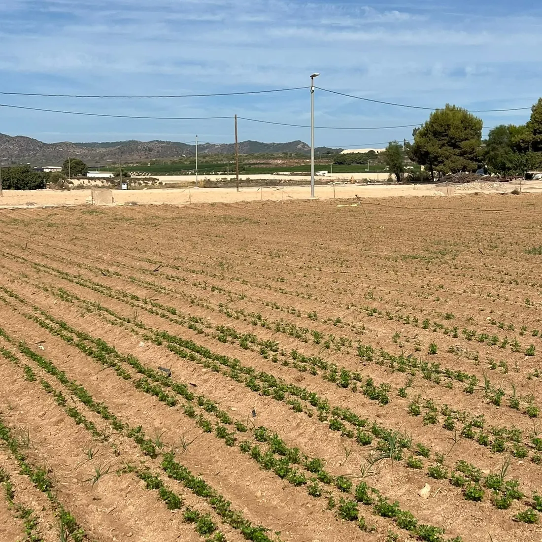Campo de cultivo