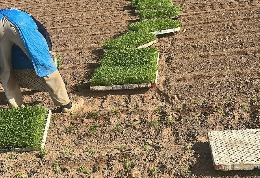 Cultivo y cosecha