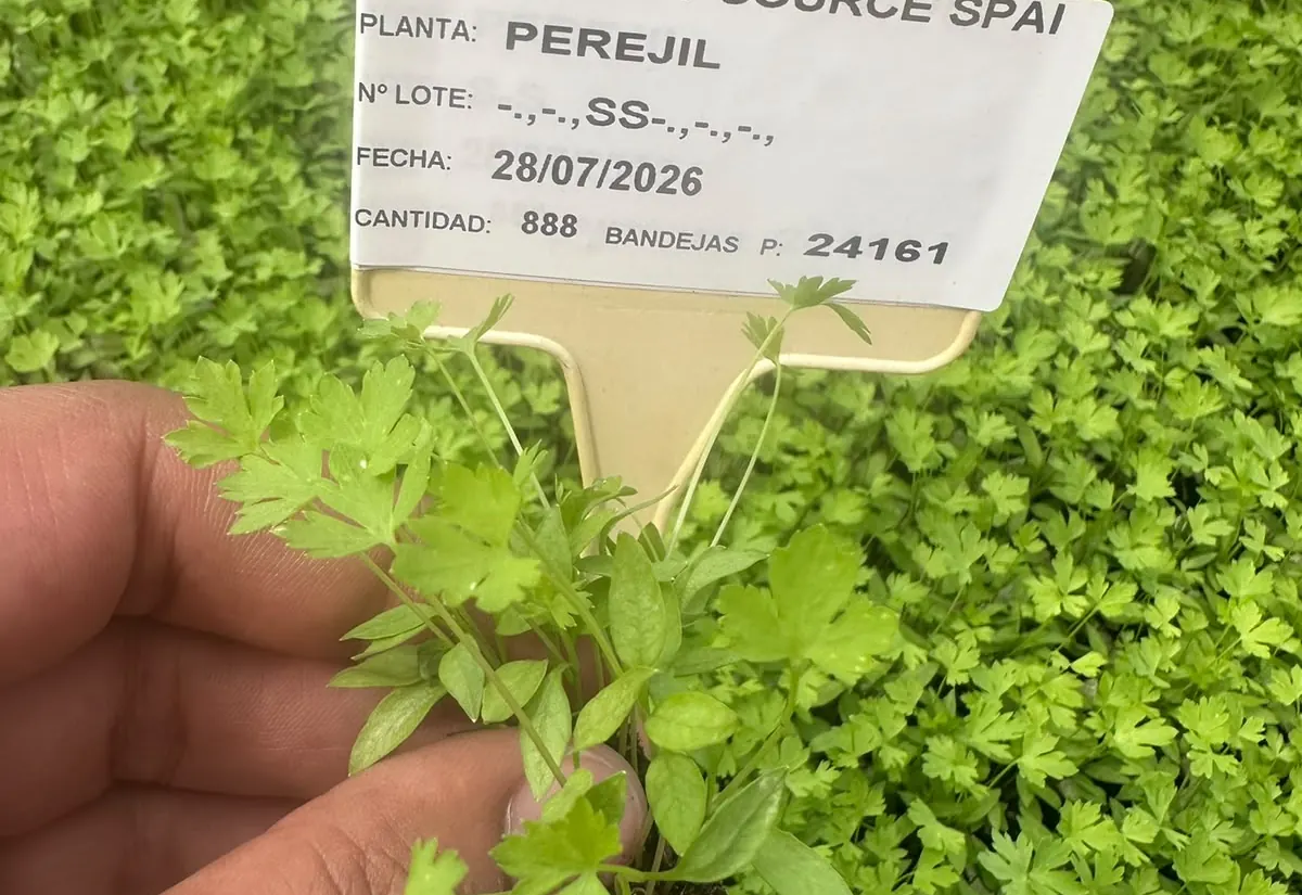 Semilla y planificación