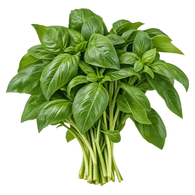 Albahaca fresco al por mayor
