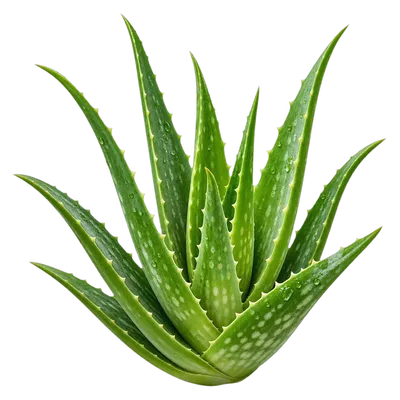 Aloe vera fresco al por mayor