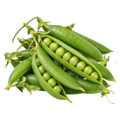 Guisantes fresco al por mayor