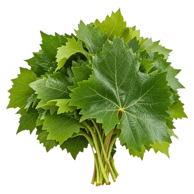 Hoja de parra fresco al por mayor