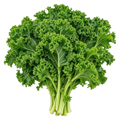 Kale fresco al por mayor