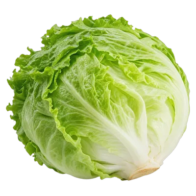 Lechuga iceberg fresco al por mayor