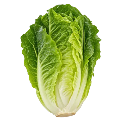 Lechuga romana fresco al por mayor