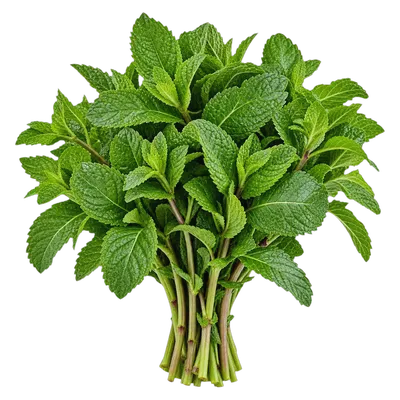 Menta fresco al por mayor