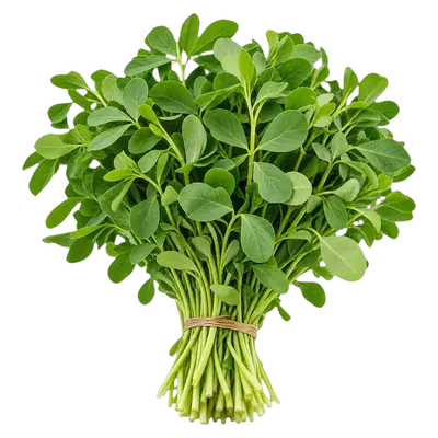 Methi fresco al por mayor