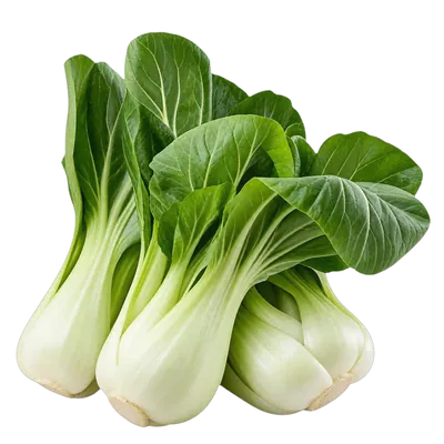 Pak choi fresco al por mayor