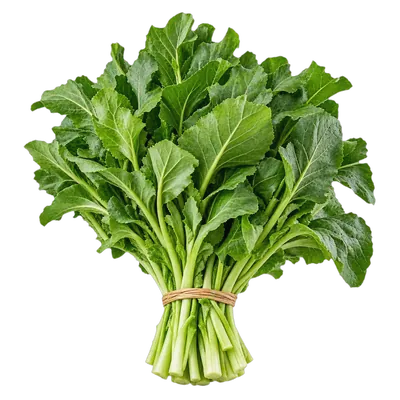 Saag fresco al por mayor